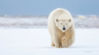 polar bear