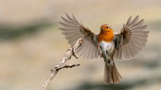 A gray, white and orange European robin flies to a tree branch