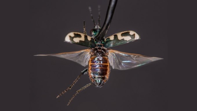 A beetle affixed to a tether hovers in front of a dark grey background