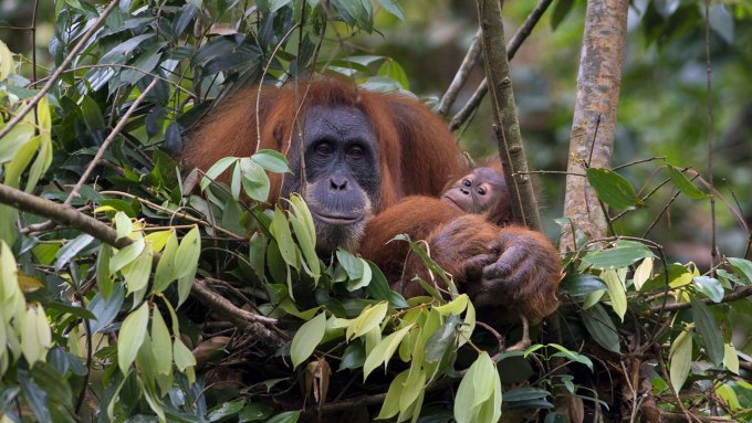 large and small orangutan in a tree