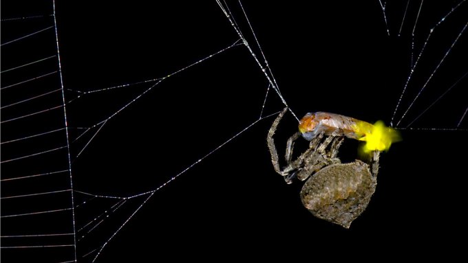 A small brown spider wraps a firefly with a glowing lantern that flew into its web in spider silk