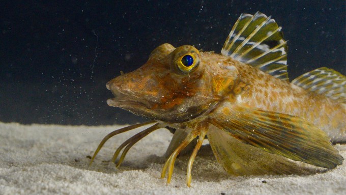 A fish with large winglike fins protruding from its side and six crablike legs sits atop white sand with a black background