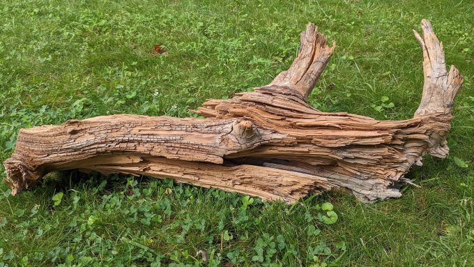 3,000-plus year-old wood on grass