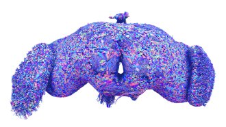 Digital reconstructions of blue, pink and purple cells make up a fruit fly brain, which is on a white background.