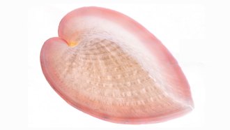 A heart-shaped pink clamshell on a white background