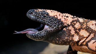 photo of Gila monster