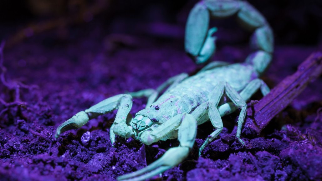 A glowing greenish-blue scorpion rests on the ground, which shines purple under ultraviolet light.