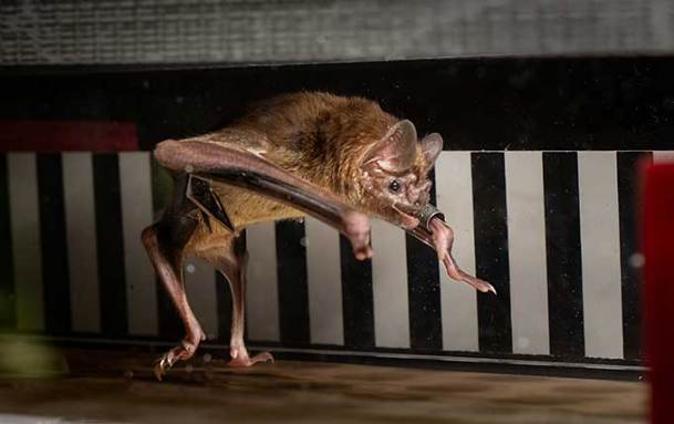 A vampire bat is mid-stride in a run on a treadmill, with its hind limbs both down and its front limbs in mid-air. The background of the treadmill is black and white stripes.