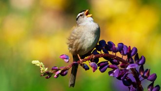 A bird perches on a purple flower with its beak open.