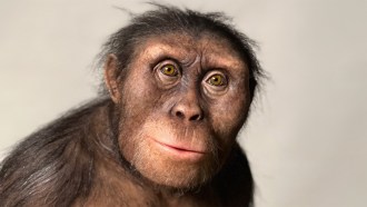 reconstruction of the ancient hominid known as Lucy